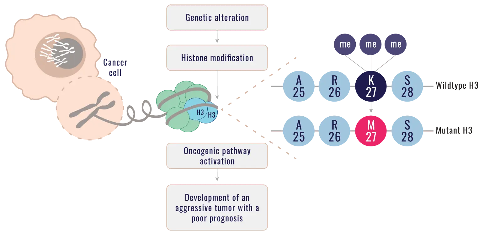 Flow chart of molecular and cellular changes driven by H3 K27M mutation, specifically histone trimethylation loss and downstream effects